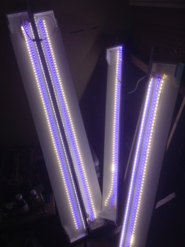lights 1